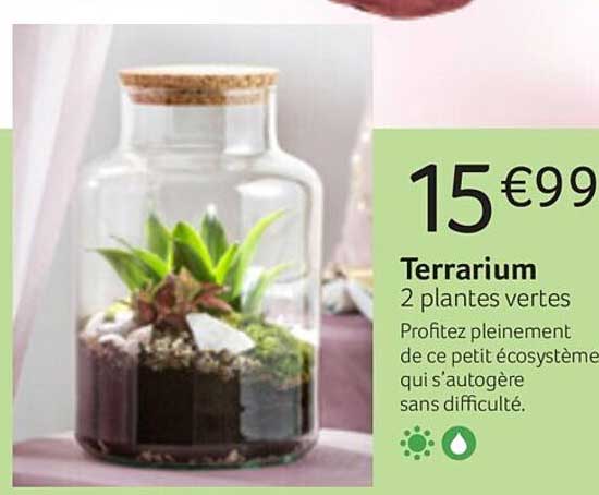 Terrarium