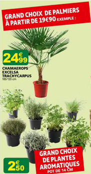 chamaerops excelsa trachycarpus