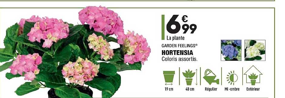 Hortensia Gardent Feelings