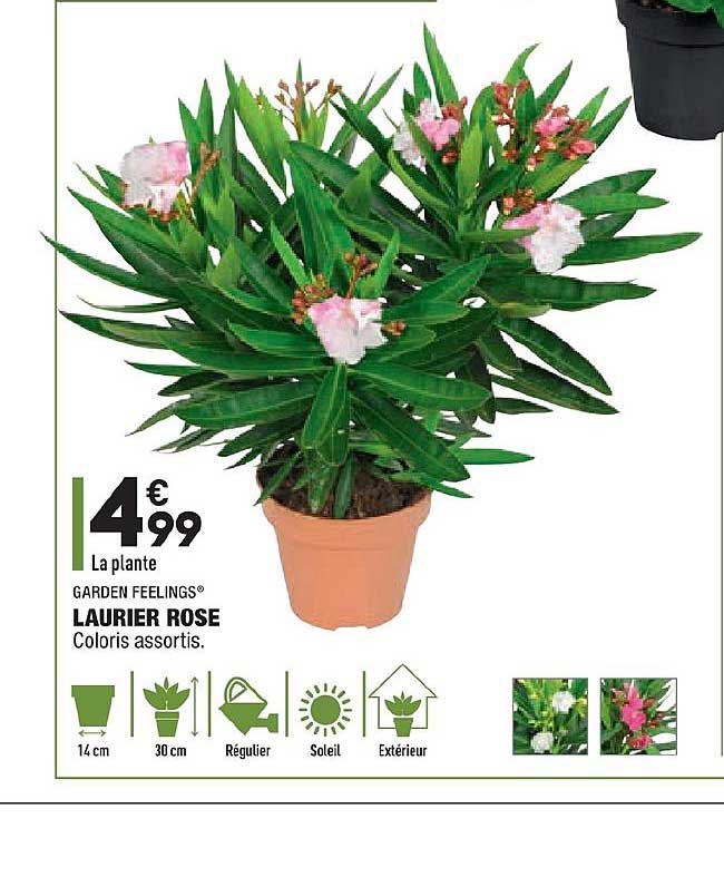 laurier rose garden feelings