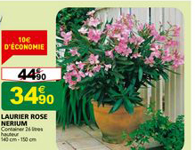 laurier rose nerium