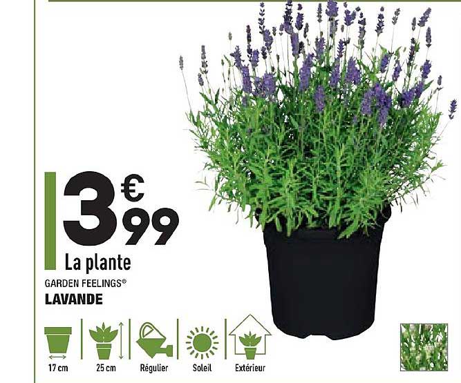 Lavande Garden Feelings