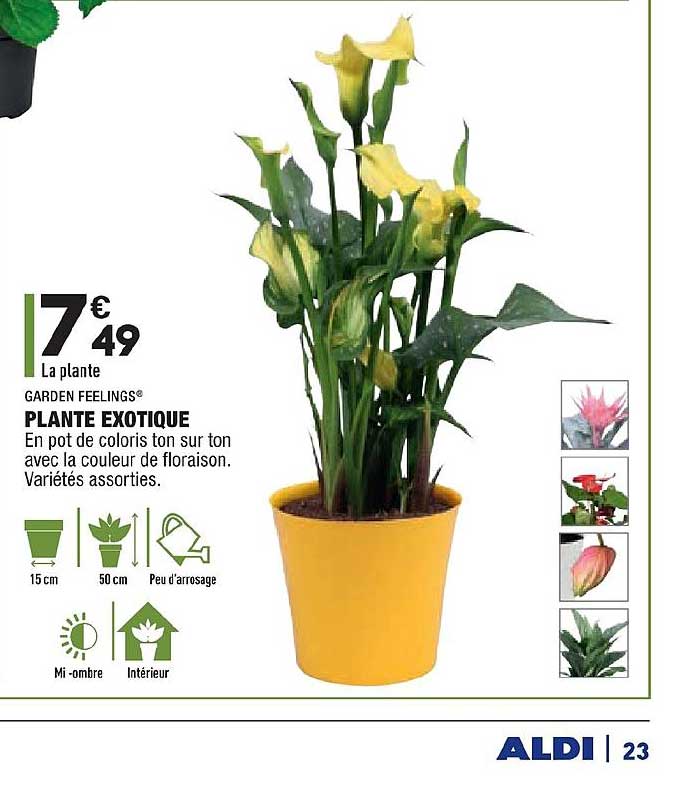 plante exotique garden feelings