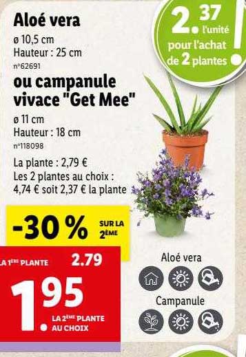 aloé vera ou campanule vivace "get mee"