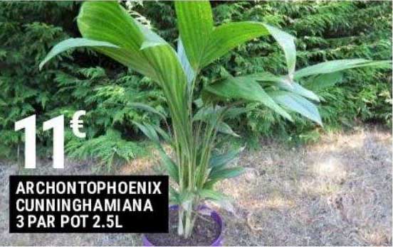 archontophoenix cunninghamiana 3 par pot