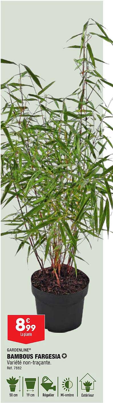 bambous fargesia gardenline