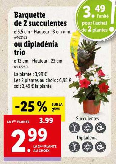 Barquette De 2 Succulentes Ou Dipladénia Trio