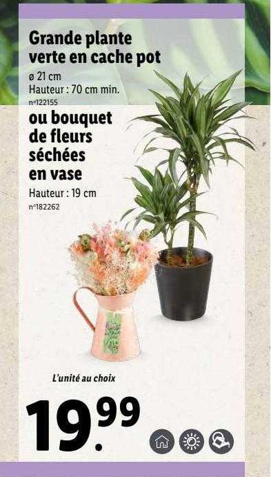 Grande Plante Verte En Cache Pot Ou Bouquet De Fleurs Séchées En Vase
