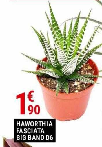 haworthia fasciata big band d6