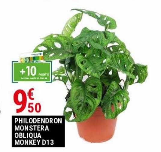 Philodendron Monstera Obliqua Monkey D13