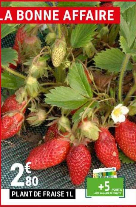 plant de fraise