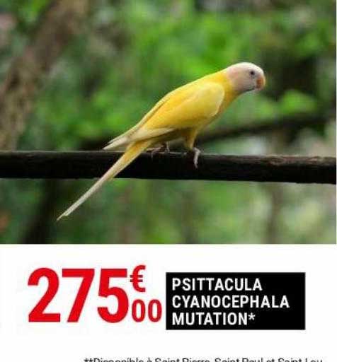 psittacula cyanocephala mutation