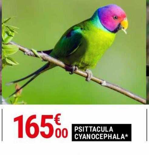 psittacula cyanocephala