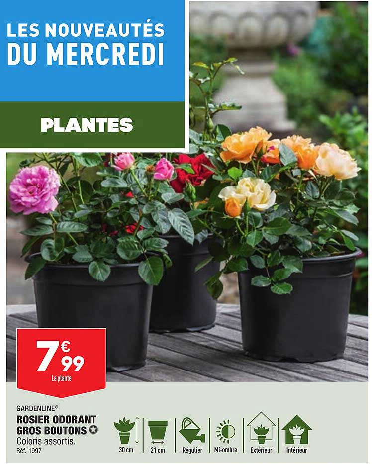 rosier odorant gros boutons gardenline
