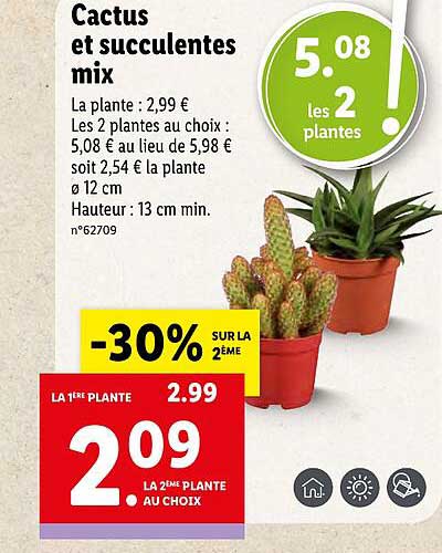 Promo Cactus Et Succulentes Mix chez Lidl - iCatalogue.fr