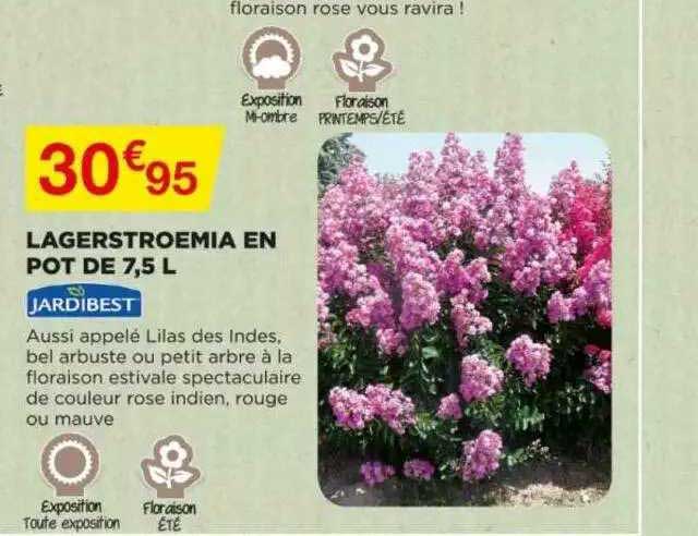 lagerstroemia en pot de 7,5 l jardibest