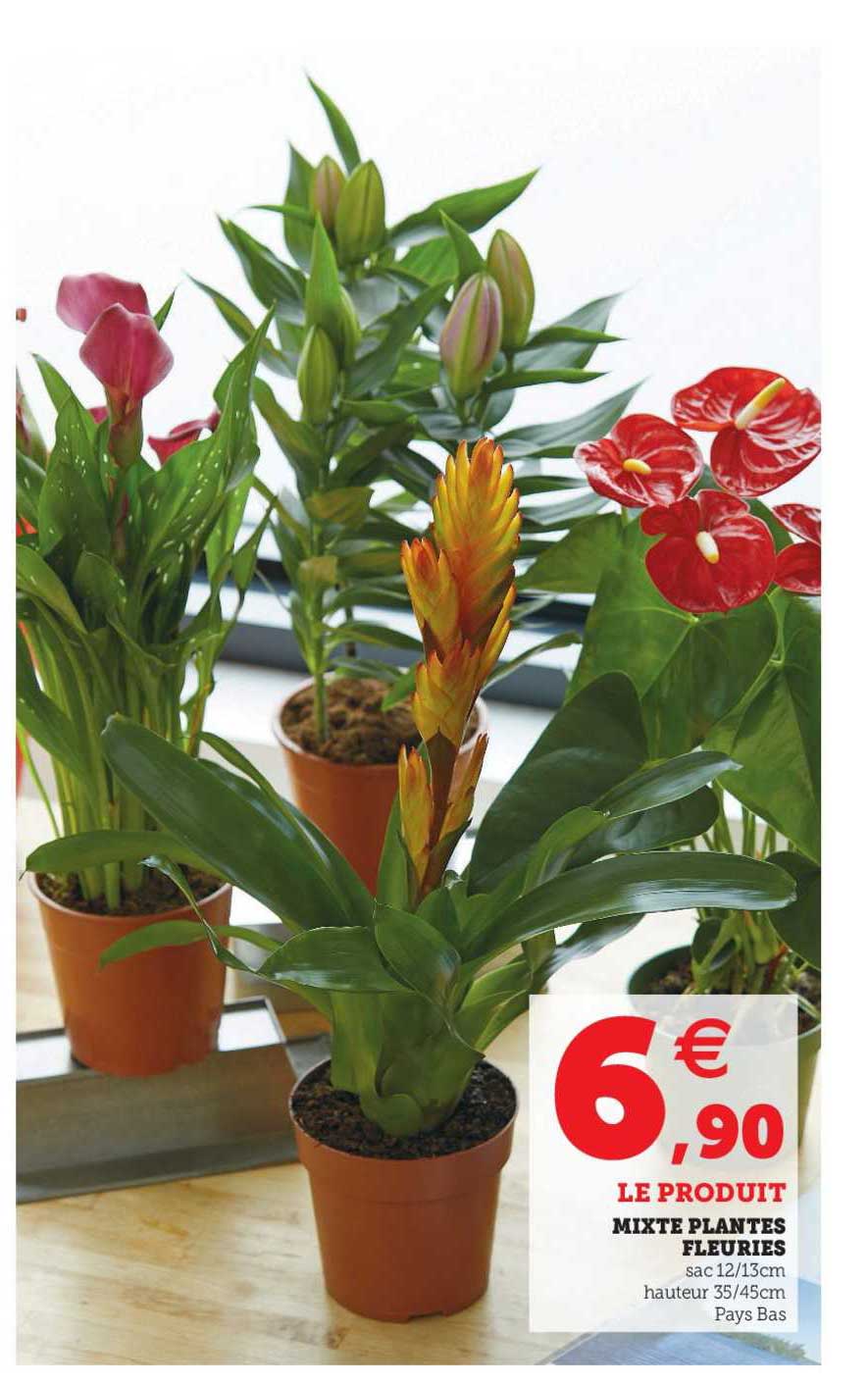 mixte plantes fleuries