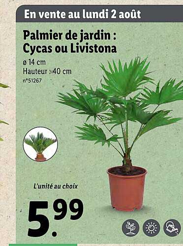 palmier de jardin : cycas ou livistona