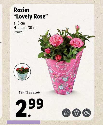 rosier "lovely rose"