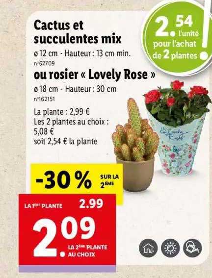 cactus et succulentes mix ou rosier << lovely rose >>