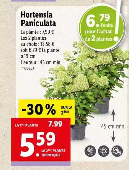 Hortensia Paniculata