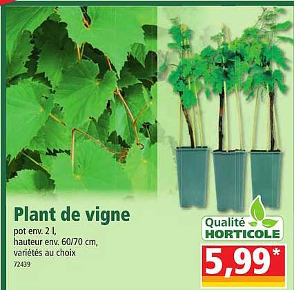 plant de vigne