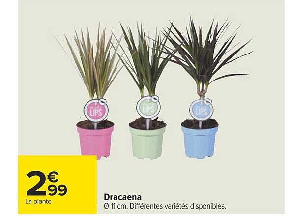 Dracaena