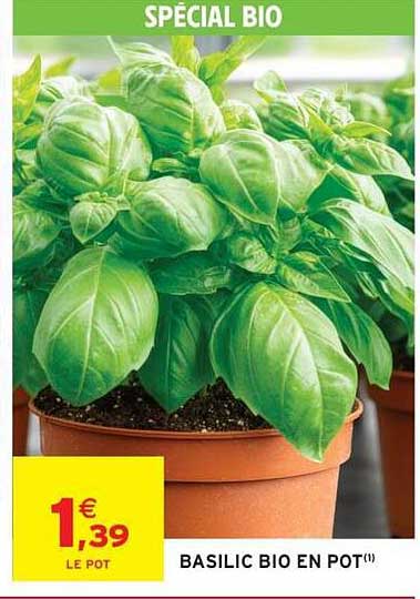 BASILIC BIO EN POT