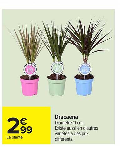 Dracaena