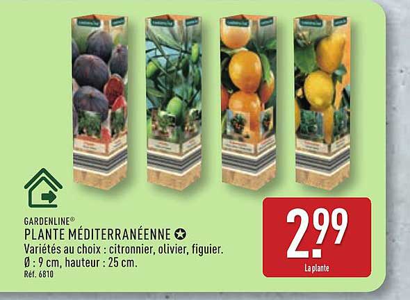 GARDENLINE PLANTE MÉDITERRANÉENNE