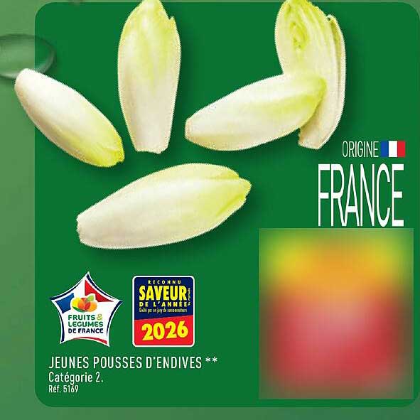 JEUNES POUSSES D'ENDIVES
