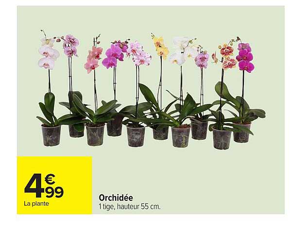 Orchidée