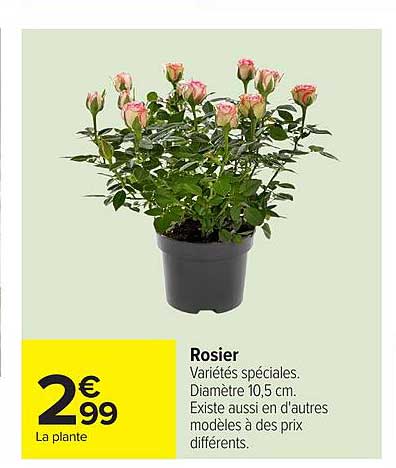 Rosier