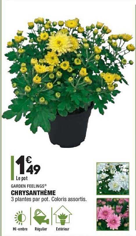 chrysanthème garden feelings