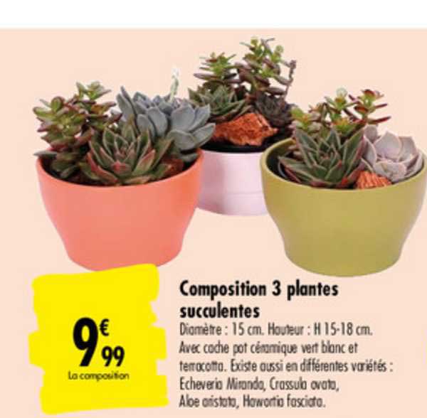 Composition 3 Plantes Succulentes