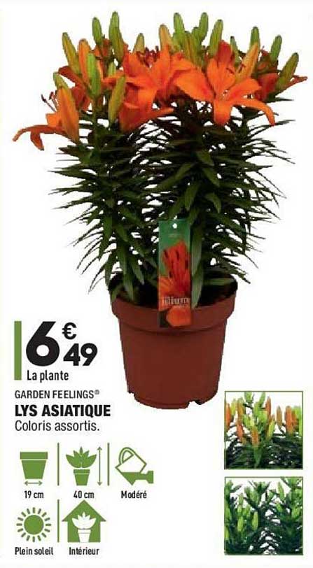 lys asiatique garden feelings