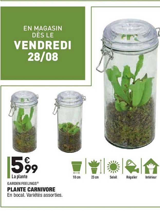 plante carnivore garden feelings