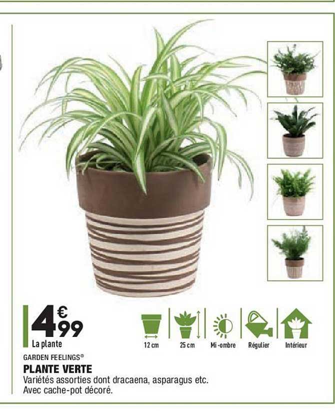 Plante Verte Garden Feelings