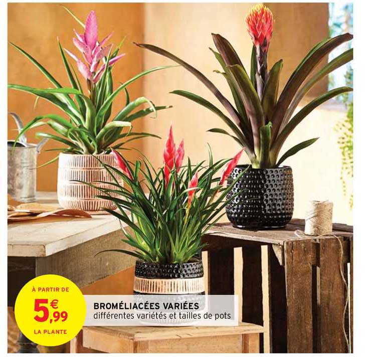 broméliacées variées