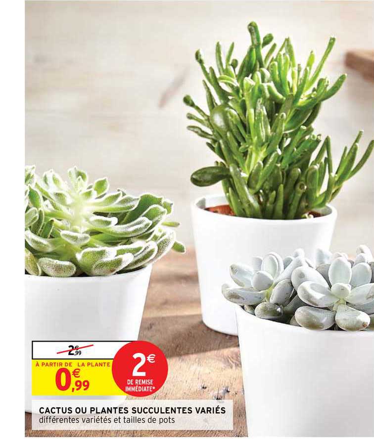 cactus ou plantes succulentes variés