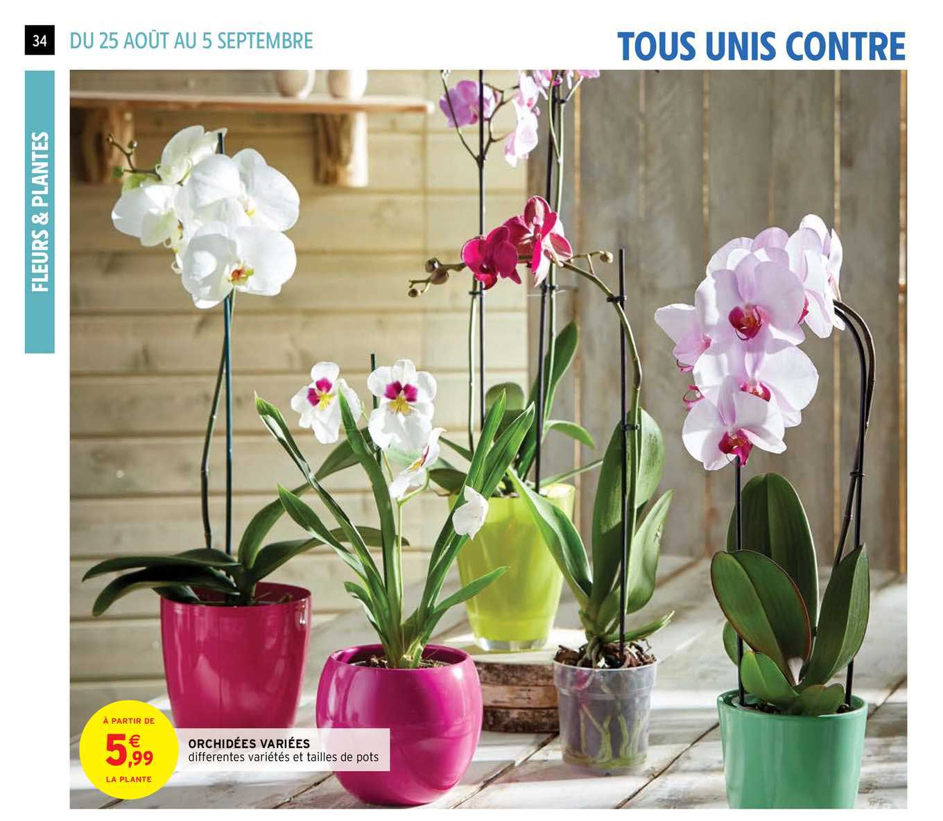orchidées variées