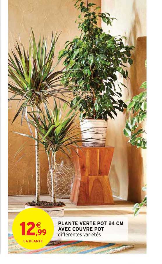 plante verte pot 24 cm avec couvre pot