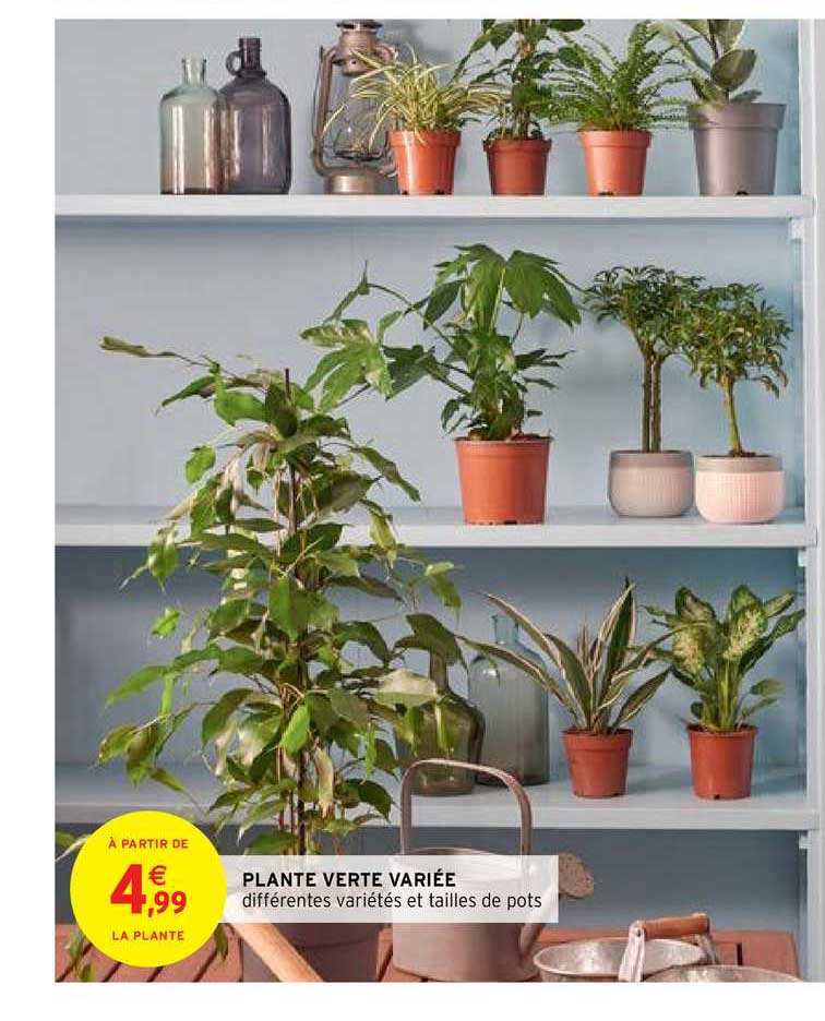 plante verte variée