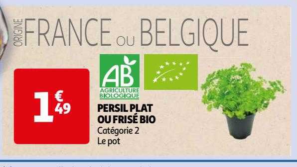 persil plat ou frisé bio