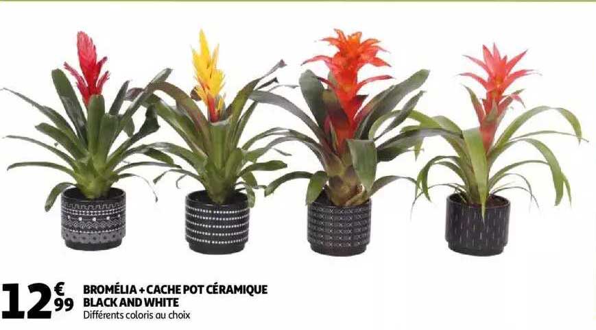 bromélia + cache pot céramique black and white