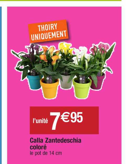 calla zantedeschia coloré