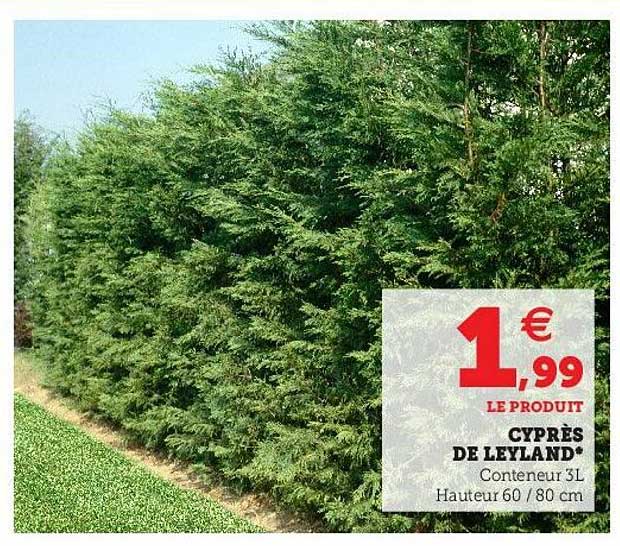 cyprès de leyland
