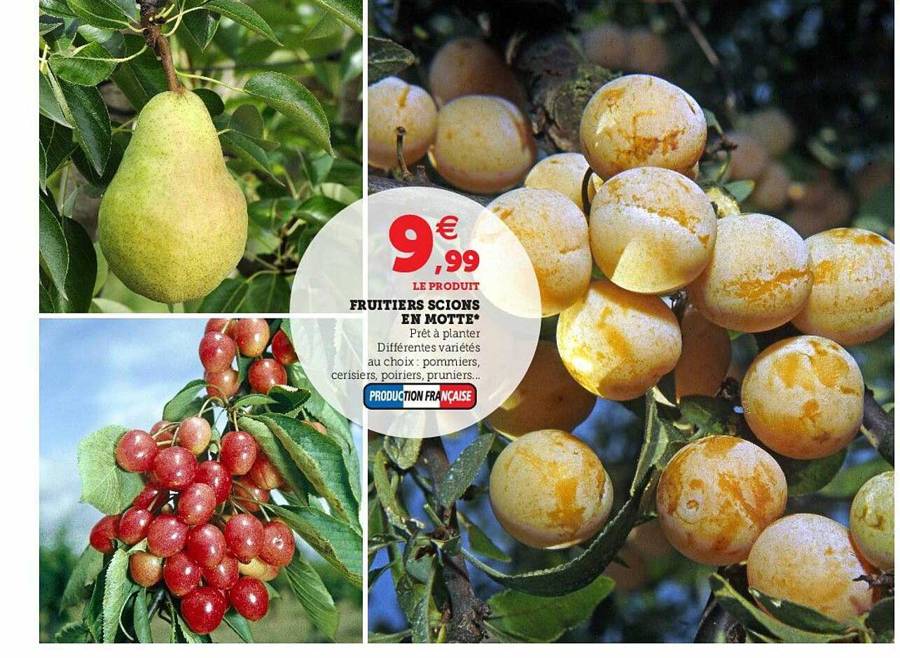 Fruitiers Scions En Motte