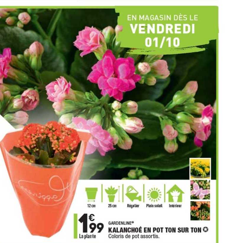 Gardenline Kalanchoé En Pot Ton Sur Ton