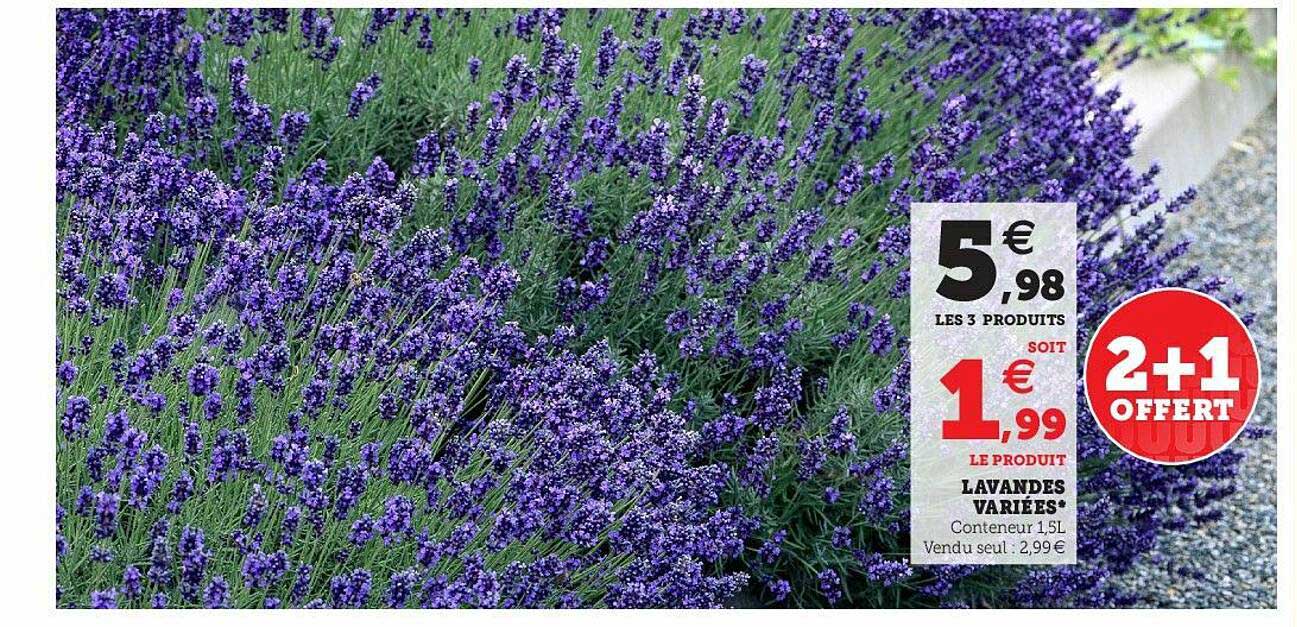 lavandes variées